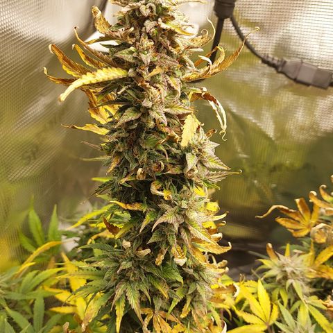 Dörte growlog timeline photo