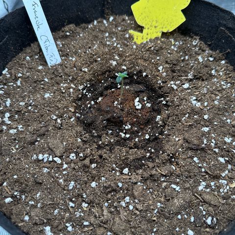 Franziska growlog timeline photo