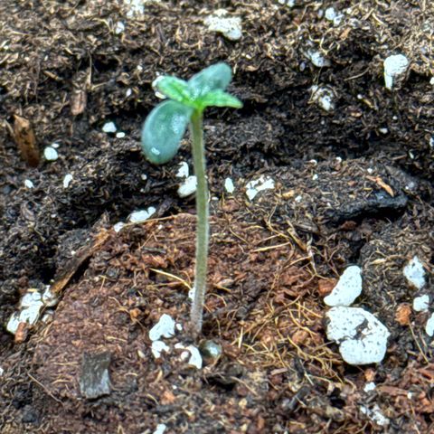 Franziska growlog timeline photo