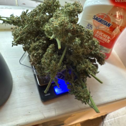 Dörte growlog timeline photo