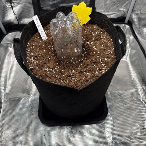 Franziska growlog timeline photo