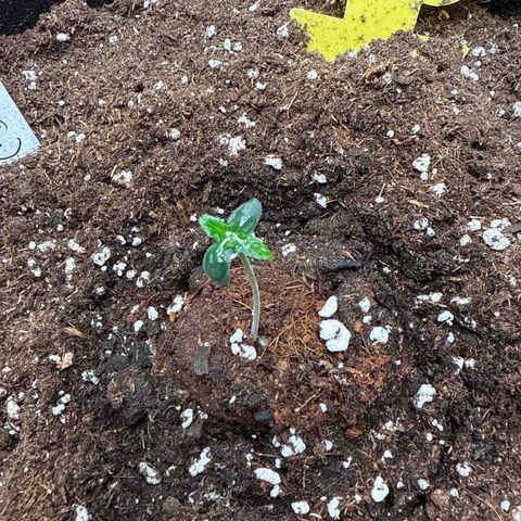 Franziska growlog timeline photo