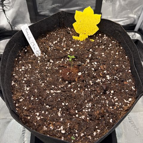 Franziska growlog timeline photo