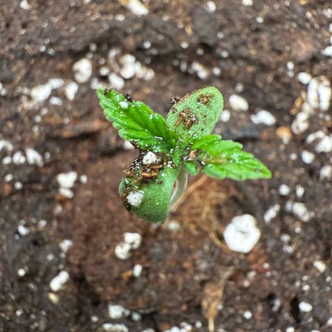 Franziska growlog timeline photo