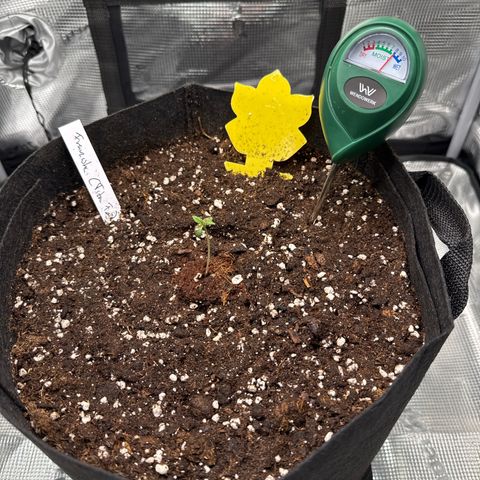 Franziska growlog timeline photo