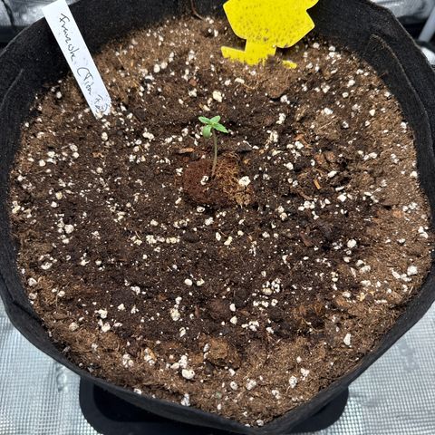 Franziska growlog timeline photo