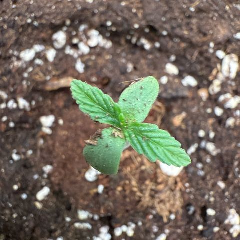 Franziska growlog timeline photo