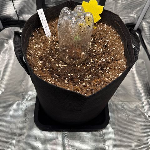 Franziska growlog timeline photo