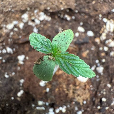 Franziska growlog timeline photo