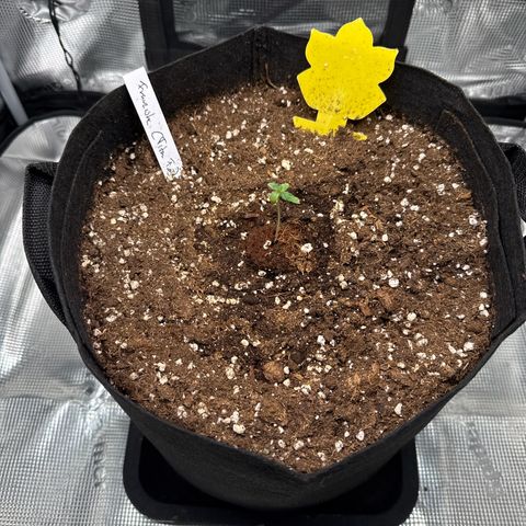 Franziska growlog timeline photo