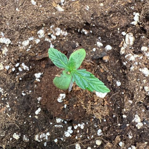 Franziska growlog timeline photo