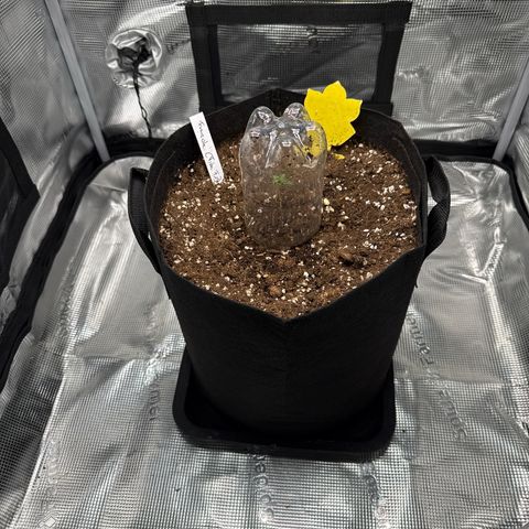 Franziska growlog timeline photo