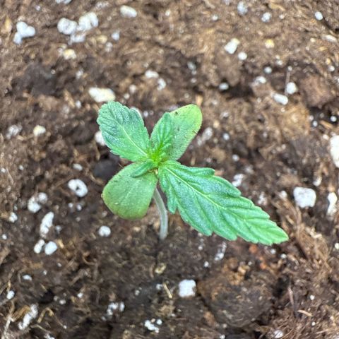 Franziska growlog timeline photo