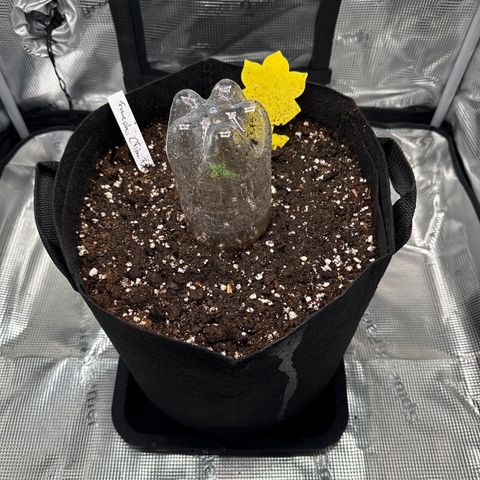 Franziska growlog timeline photo