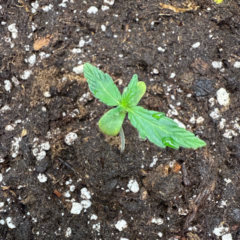 Franziska growlog timeline photo