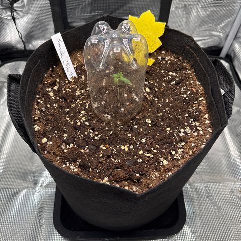 Franziska growlog timeline photo