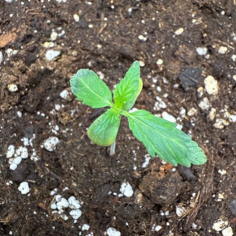 Franziska growlog timeline photo