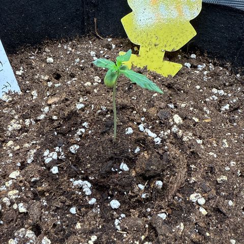 Franziska growlog timeline photo