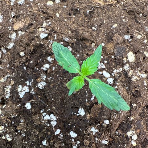 Franziska growlog timeline photo