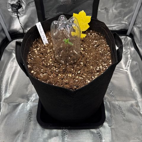 Franziska growlog timeline photo