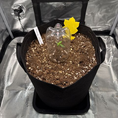 Franziska growlog timeline photo