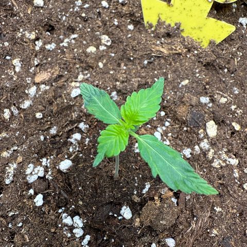 Franziska growlog timeline photo