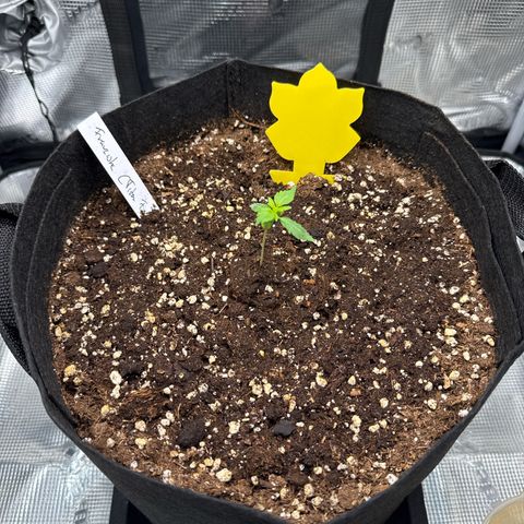 Franziska growlog timeline photo