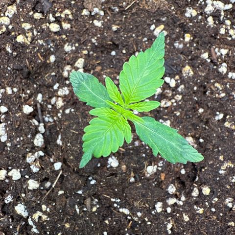 Franziska growlog timeline photo