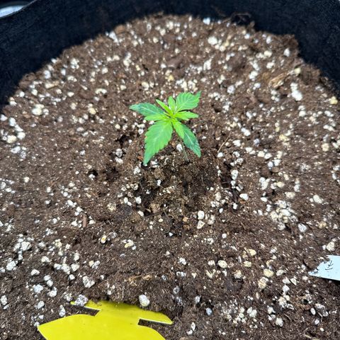 Franziska growlog timeline photo