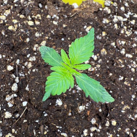 Franziska growlog timeline photo
