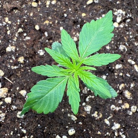 Franziska growlog timeline photo
