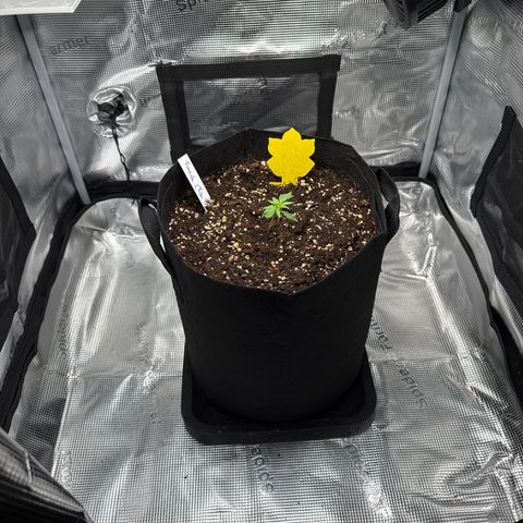 Franziska growlog timeline photo