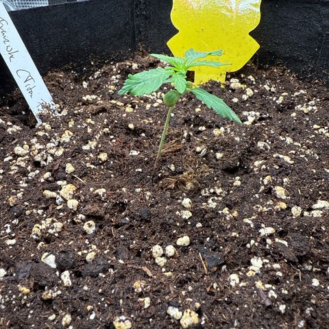 Franziska growlog timeline photo