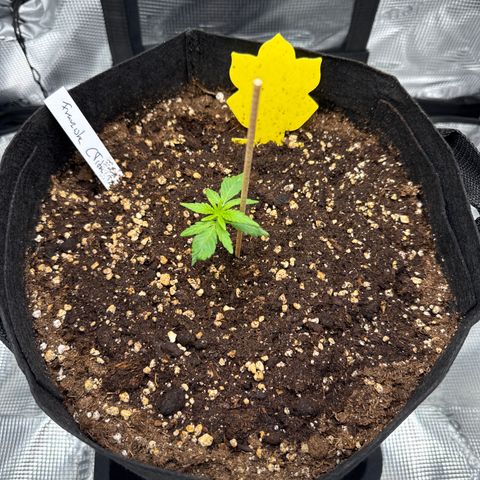 Franziska growlog timeline photo