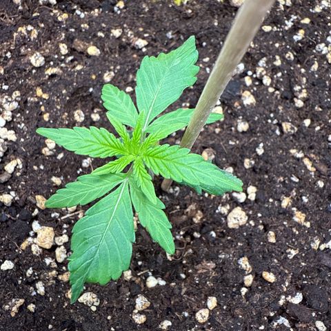 Franziska growlog timeline photo