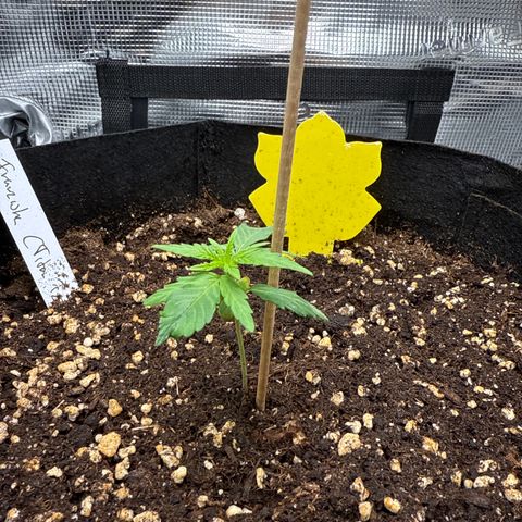 Franziska growlog timeline photo