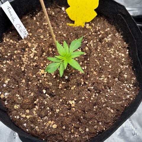 Franziska growlog timeline photo