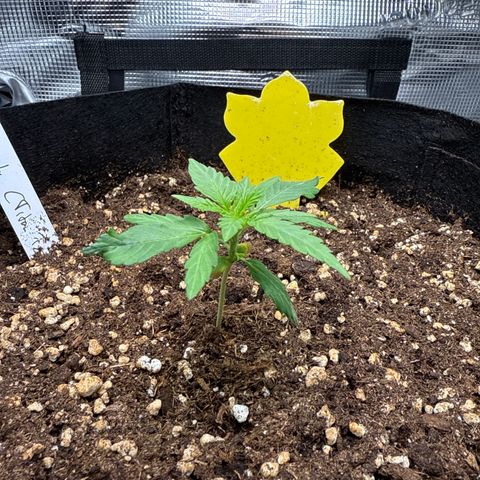 Franziska growlog timeline photo