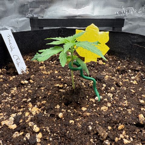Franziska growlog timeline photo