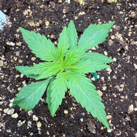 Franziska growlog timeline photo