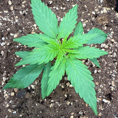 Franziska growlog timeline photo