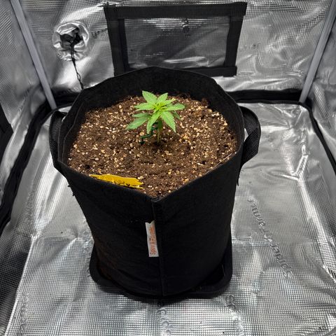 Franziska growlog timeline photo