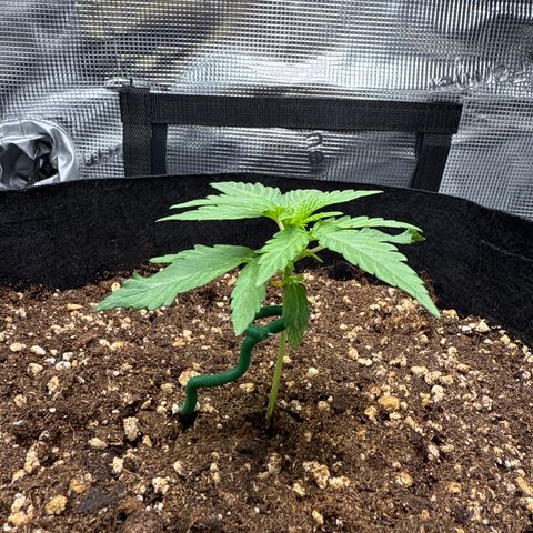 Franziska growlog timeline photo