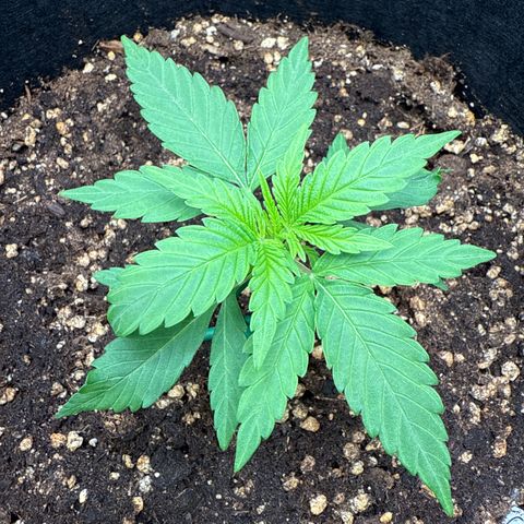 Franziska growlog timeline photo