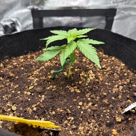 Franziska growlog timeline photo