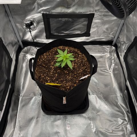Franziska growlog timeline photo