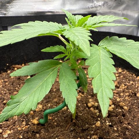 Franziska growlog timeline photo
