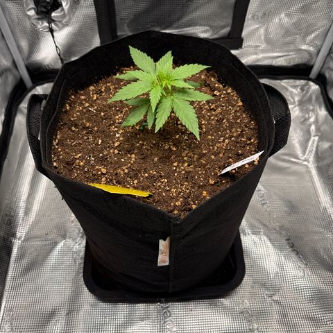 Franziska growlog timeline photo