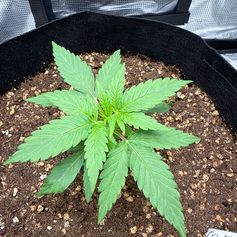 Franziska growlog timeline photo