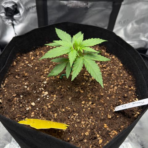 Franziska growlog timeline photo